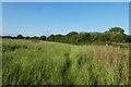 Path through the long grass