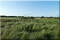 Field of long grass