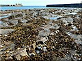 NO5201 : Seaweed-covered rocks by Richard Sutcliffe