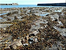 NO5201 : Seaweed-covered rocks by Richard Sutcliffe