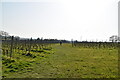 Saxon Shore Way, Gusbourne Estate