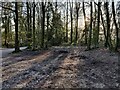 Woodland next to the car park