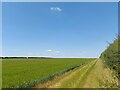 Edge of a wheat field, Sudbrook Heath