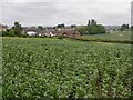 Bean field, Lees Hill