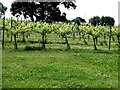 SJ4332 : Vines at Colemere  Vineyard by Oliver Dixon