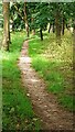 Path through woodland strip between Clifton Lane and Gardendale Avenue