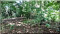 Woodland in Clifton Grove Nature Reserve