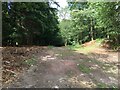 Small clearing in Burnbank wood