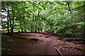 Burnham Beeches