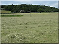 Hay meadow, north of Settle