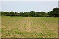 Public footpath to Cuddington Manor Farm