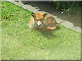 NT2470 : Young Fox in the garden by M J Richardson