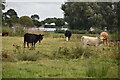 TM3860 : Cattle grazing by N Chadwick