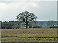 Hedgerow oak near Hobbs Wood