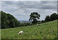 Sheep next to Pigstyehill Coppice