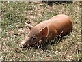 SW9946 : Heligan - Snoozing piglet by Rob Farrow