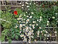 Daisies on Heath Passage, Hampstead