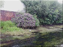 SE2833 : Drained canal, with heron by Stephen Craven