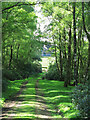 Path in Pond Wood