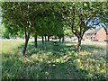 Tree-lined grassy path