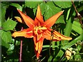 Tiger Lily (Lilium bulbiferum)