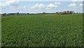 Big Field with Silage Crop