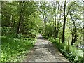 Severn Way (NCN81) in riverside woodland west of Dolfor