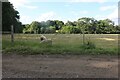 Sheep grazing in Old Hall Green