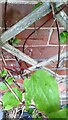 Benchmark behind trellis on the east face of Charnwood