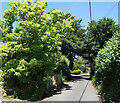 Letter Box in a Leafy Lane