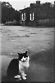 SO9491 : Black Country Museum - The Tollhouse and a cat by Oliver Mills