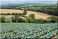 Farmland, Ladock