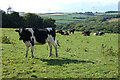 Pasture, St Erme