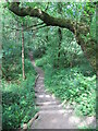 Pathway in Deep Hayes Country Park