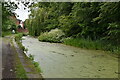 Eutrophic Manchester, Bolton & Bury Canal