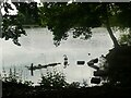 Swan on the reservoir, Harold Park, Low Moor