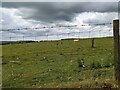 Barbed wire and sheep below Bryn Capel