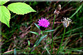 Black knapweed and plantain plants, Eskragh