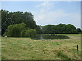 Pond  in  the  field  behind  Manor  Farm  garden