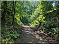 Family Cycle Trail, Forest of Dean