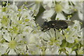The hoverfly Melanogaster hirtella, Holmsgarth, Lerwick