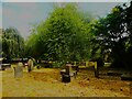 Cherry tree in the churchyard, Brighouse