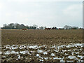 Cattle near Mandalay Farm