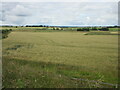 Wheat field east of the Formartine & Buchan Way