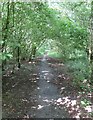 Bridleway along a former road