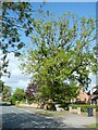 Beware of the tree, Saughall