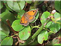TQ2081 : Gatekeeper butterfly on rose bush, Acton by David Hawgood