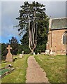 SO6130 : Distinctive churchyard tree, How Caple, Herefordshire by Jaggery