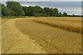 TL3847 : Wheat field by the footpath by Philip Jeffrey