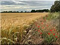 Wheat and poppies looking towards Brook Farm